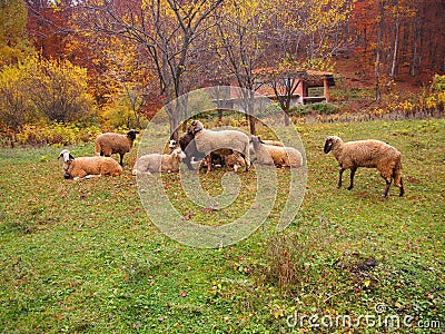 Sheep in Etropole (Sofia Province, Bulgaria) Stock Photo