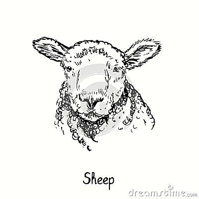 Sheep face portrait front view. Ink black and white doodle drawing in woodcut outline style. Vector Illustration