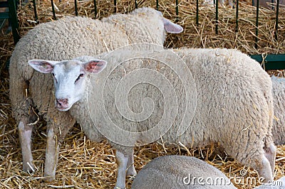 Sheep at the fair Stock Photo