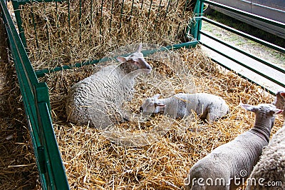 Sheep at the fair Stock Photo