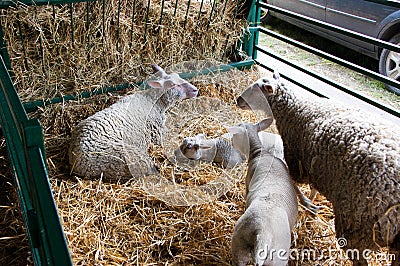Sheep at the fair Stock Photo