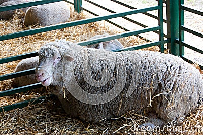 Sheep at the fair Stock Photo