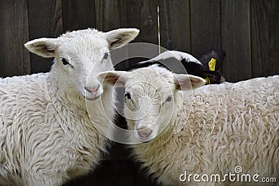 Sheep Family Livestock on a Farm with Young Lambs Stock Photo