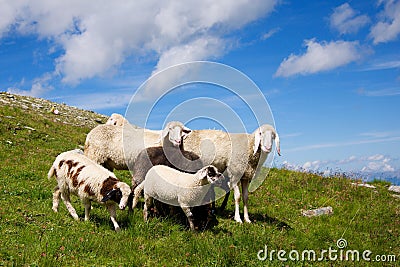 Sheep family on meadow Stock Photo