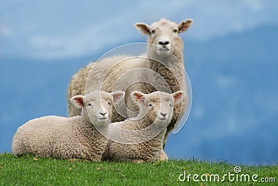 Sheep Family in New Zealand, with Young Lambs Stock Photo