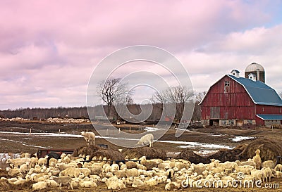 Sheep farm Stock Photo