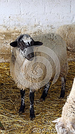 Sheep in a farm Stock Photo