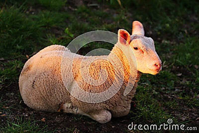 Sheep - Farm Animal Stock Photo