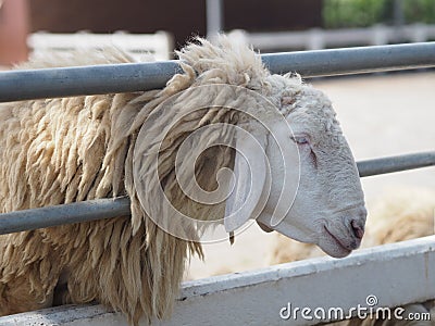 Sheep in farm animals closeup face Fleece Stock Photo
