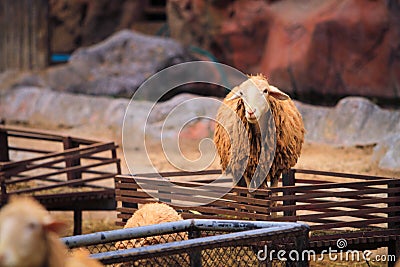 The sheep are on a sheep farm at the forest park. Stock Photo