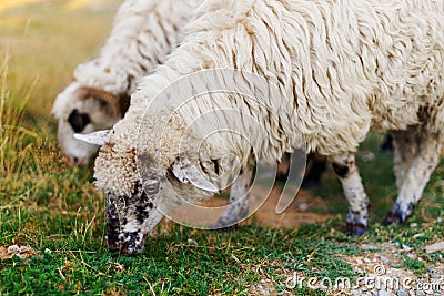 Sheep on the farm, grazing animals. Young lambs Stock Photo