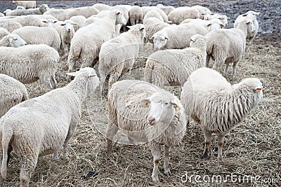 Sheep farm, herd outside bio organic yard farming Stock Photo