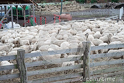 Sheep farm, herd outside bio organic yard farming Stock Photo