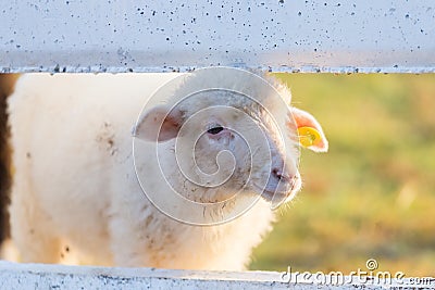 The Sheep on a farm Stock Photo