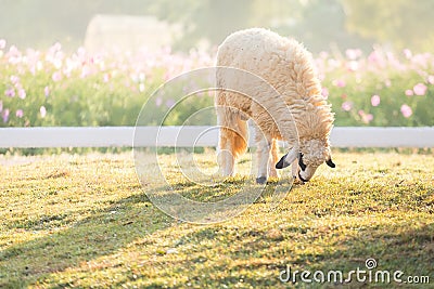 The Sheep on a farm Stock Photo