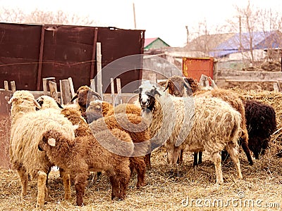 Sheep farm. Sheep on a farm. Flock staring sheep in lamb paddock Stock Photo