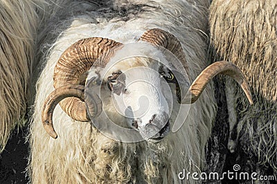 Sheep farm. Sheep on a farm. Flock staring sheep in lamb paddock. Editorial Stock Photo