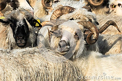 Sheep farm. Sheep on a farm. Flock staring sheep in lamb paddock. Editorial Stock Photo