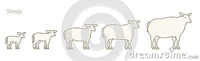 Sheep farm. Stages of mutton growth set. Breeding ewe. Wool lamb production raising. Yeanling grow up animation progression. Flat Stock Photo