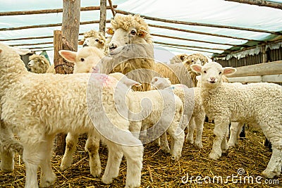 Sheep farming in Romania, new born Lamb at shepherd house, sustainable farming in Transylvania Stock Photo