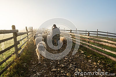 Sheep farming in Romania, new born Lamb at shepherd house, sustainable farming in Transylvania Editorial Stock Photo