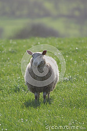 Sheep Stock Photo