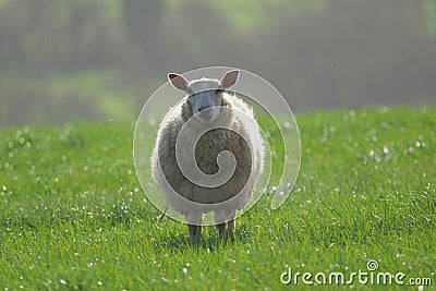 Sheep Stock Photo