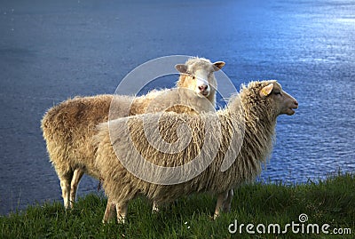 Sheep in the Faroe Islands Stock Photo