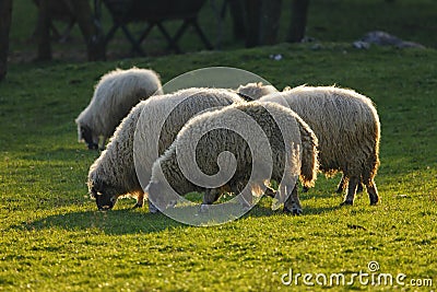 Sheep in a field Stock Photo