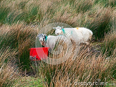 Sheep in a field marked with color for identification purpose by a red plastic bucket with water, Stock Photo