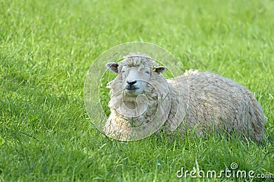 Sheep in field near Abbotsbury Stock Photo