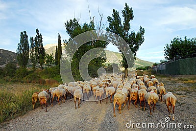 Sheep flock Stock Photo