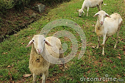 sheep flock beautiful cute animal photos object Stock Photo