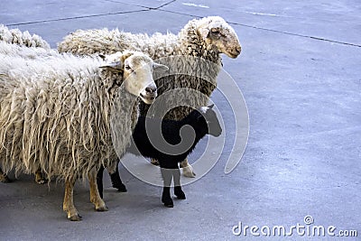 Sheep in a flock Stock Photo