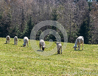 Sheep flock feeding on fresh springtime meadow Stock Photo