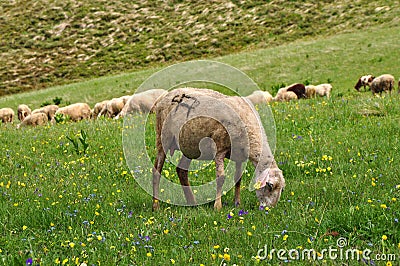 Sheep flock grazing in grassy field Stock Photo