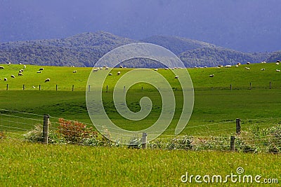 Sheep flock new zealand Stock Photo