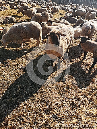 Sheep flock Stock Photo