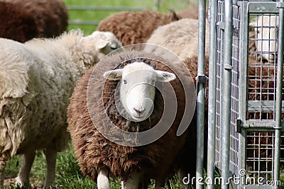 Sheep flocking on pasture Stock Photo