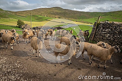 Sheep gather in a line at Stocdale Stock Photo