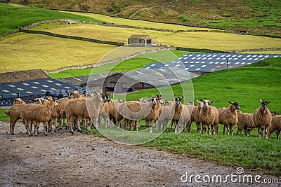 Sheep Gathering near a farm Stock Photo