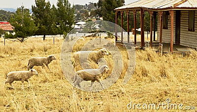 Sheep gazing Stock Photo