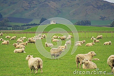 Sheep And Glassland, New Zealand Stock Photo
