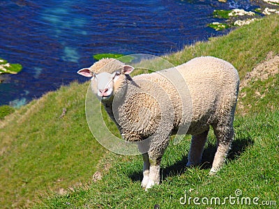 Sheep And Glassland Stock Photo