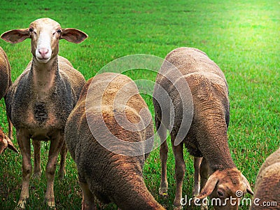 Sheep gnaw grass on the pasture and one looks at the camera. Stock Photo