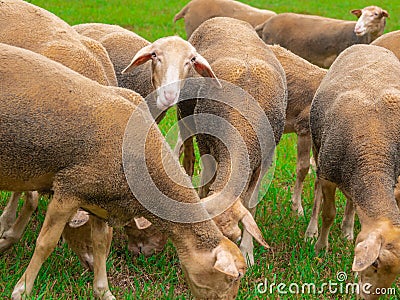 Sheep gnaw green grass on the pasture. Stock Photo