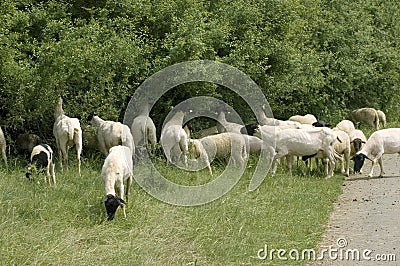 Sheep gnawing roadside bushes. Stock Photo