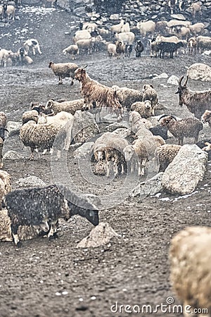 The sheep and goats in Upper Shimshal 5600m live even in summer in winter conditions full of snow Stock Photo