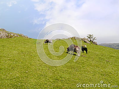 Sheep on grassy hill in bright sunshine Stock Photo