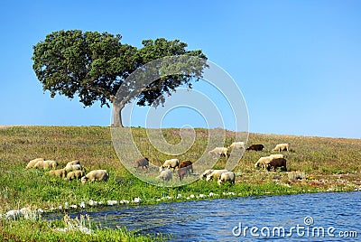 Sheep graze. Stock Photo